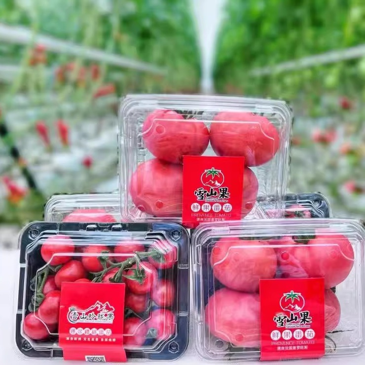 雪山果香漫心田——品味新疆普罗旺斯风味番茄